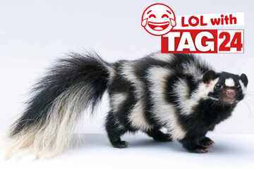 Joke of the Day for October 10, 2025: A silly that stinks