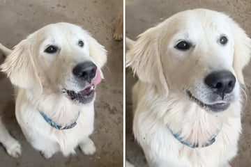 Frau filmt Golden Retriever in Zeitlupe: Was sie dabei in seinem Maul entdeckt, ist beunruhigend