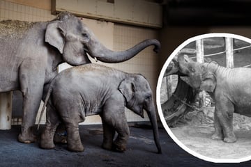 Nach Tod von Elefant Otto: So geht es der Herde in Hellabrunn