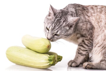 Gesunder Snack oder pures Gift - Dürfen Katzen Zucchini fressen?