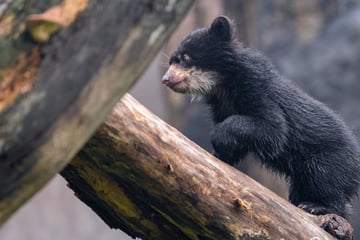 Frech und ziemlich neugierig: Kleiner Brillenbär macht Außenanlage unsicher