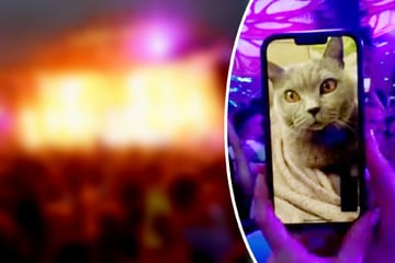 Frauchen will mit Katze facetimen, doch ihre Reaktion verwundert