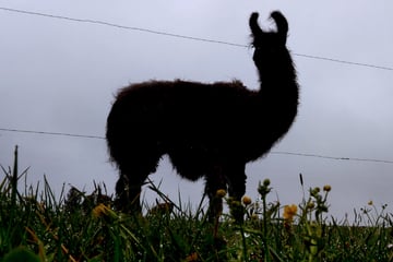 Lama in Sachsen ausgebüxt: Wer hat "Keks" gesehen?