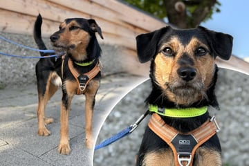"Typisch Terrier": Bekommt Hund Spiky trotzdem sein Happy End?