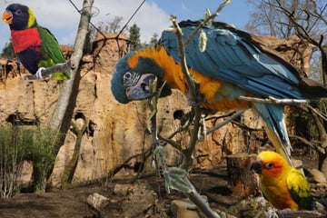 Leipzig: Ist das die bunteste WG der Stadt? Zoo Leipzig eröffnet neue Attraktion