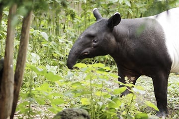 Langsame Eingewöhnung: Neuer Leipziger Zoo-Bewohner wird mit Samthandschuhen angefasst