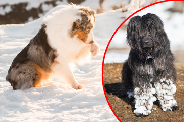 Hunde im Winter: Mit diesem Geheimtipp sind Schneeklumpen an den Pfoten schnell vergessen
