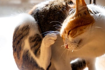 Kratzen, Lecken, Unruhe: Was Dir Deine Katze damit sagen will