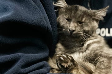 Katze zieht bei Polizei ein und schmust mit den Beamten