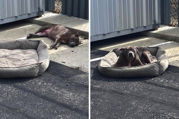 Lleno de ácaros y conjuntivitis: perra abandonada en estacionamiento