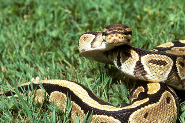 Schockierender Schlangen-Angriff: Python zieht Fünfjährigen in Pool