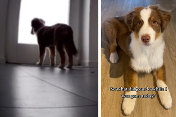Lonely puppy caught on home surveillance camera breaks hearts on TikTok!