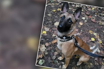 "Ganz schlimmer Angsthase" landet im Tierheim: Im Dunkeln fühlt er sich gar nicht wohl