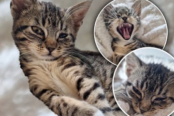 Zuckerschock in Leipzig: Babykatze Fanny sucht Zuhause zum Schmusen