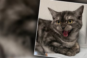 Katzen-Drama nach Feierabend: Tierheim-Mitarbeiterin rettet Samtpfoten vor größter Gefahr