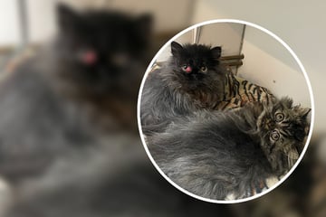 Flauschig, verspielt und Opfer von Qualzucht: Wer kann Katzenbabys Kora und Alia aus ihrer Not helfen?