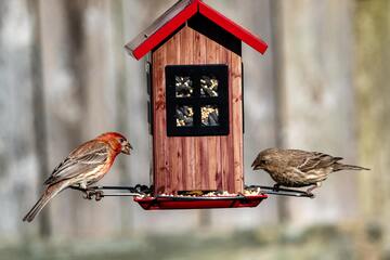 Vögel füttern im Sommer: Ein Fehler oder echte Hilfe?
