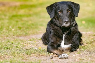 Familie brachte Hund Ono nach einem Jahr zurück ins Tierheim: Jetzt hat er hohe Ansprüche