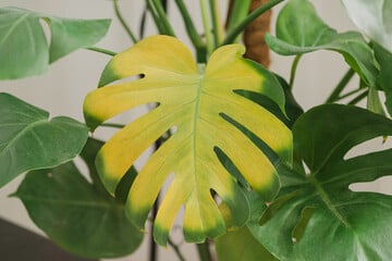 Typische Fehler: Darum bekommt Deine Monstera ständig gelbe Blätter