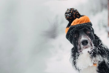 Dog haircuts and clothes for winter: How to keep your pooch warm and cozy