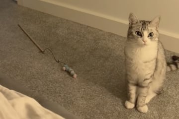 Katze hört Besitzerin weinen: Was der Vierbeiner dann entscheidet, rührt Tausende zu Tränen