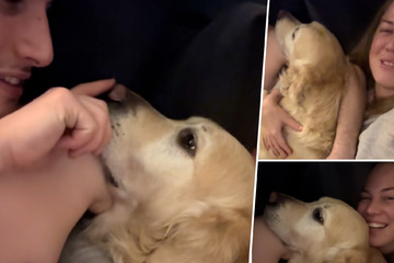 Frau teilt Bett mit neuem Freund, die Reaktion ihres Golden Retrievers ist unbezahlbar