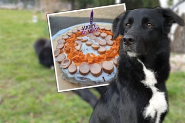 Geburtstag im Tierheim: Doch wann kann Cody noch mal Auszug feiern?