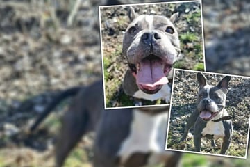 Freude, die ansteckt: Wirbelwind Frida wünscht sich ein neues Zuhause