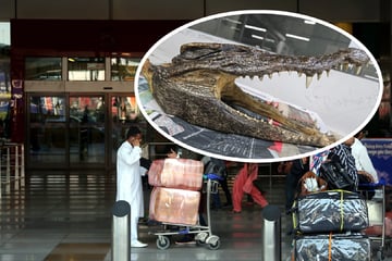 Krokodilschädel in Tuch gewickelt: Mann am Flughafen verhaftet!