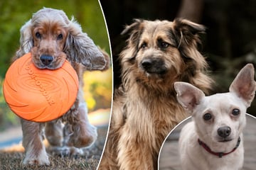 Dauersitzer beim Tierschutz: Diese Hunde warten bisher vergeblich auf ihr Happy End
