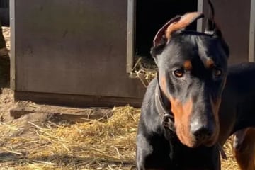 Er hat schon viel durchgemacht: Wer schenkt Hund Xavier ein Zuhause?