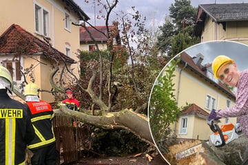 Dresden: Wolle Förster: Baum knickt um und verursacht Dachschaden