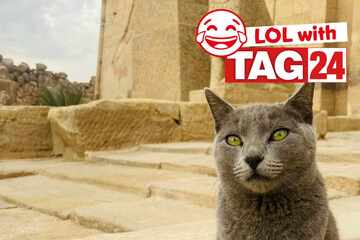 Joke of the Night for January 10, 2026: A Caturday cat funny