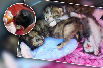 Katzenbaby Mathilda hat süße neue Gefährten, doch die haben Schlimmes erlebt