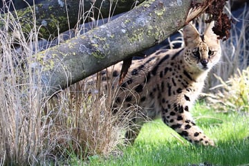 Neue Tierart im Hamburger Zoo: Diese Brüder erkunden ab sofort verwaistes Löwengehege