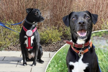 Labrador-Mix hat ein Problem: Findet Ashton trotzdem sein Happy End?
