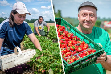 Die ersten Erdbeerfelder in Sachsen starten in die Saison