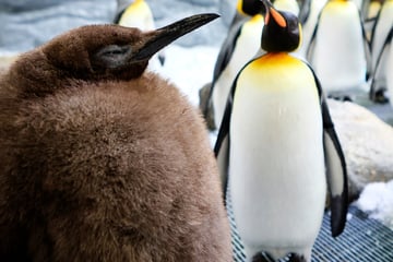 Dicker Pinguin-Brocken: Pesto überragt Artgenossen und futtert Unmengen Fisch