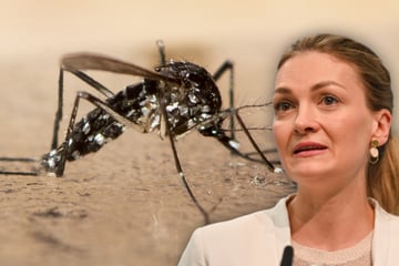 Chikungunya-Virus: Immer mehr Infektionen, was hilft?
