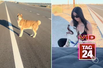 Viral Video of the Day for October 21, 2025: Woman rescues terrified husky on busy highway