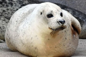 Seehund Gina stirbt mit 33: Karlsruher Zoo beendet Ära