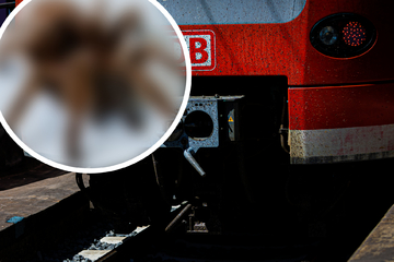 Kurioser Fund: Frau vergisst 20 tierische Exoten in Regionalbahn