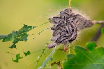 Er ist hochgefährlich: Schädling breitet sich immer weiter aus