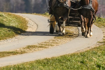 Regionalexpress kracht in Pferdekutsche: Tier verstirbt vor Ort