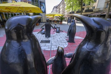 Chemnitz: Chemnitzer Pinguine bekommen Nachwuchs