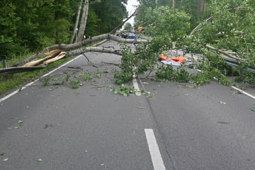 Baum kracht auf fahrendes Auto: Fahrer hat einen Schutzengel