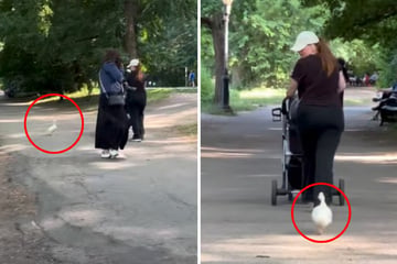 Ente verfolgt Passanten im Park: Als der Grund herauskommt, brechen so viele Herzen