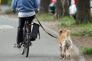 Besoffener Radfahrer kracht in Autos: Sein Hund brachte ihn zu Fall