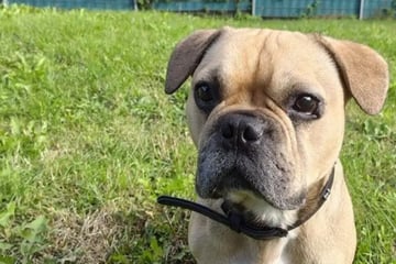 Marley hat nur einen Wunsch: Wer schenkt der Bulldogge ein richtiges Zuhause?