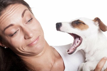 Hund stinkt: Warum stinkt er und was kann man dagegen tun?